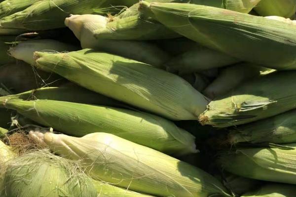 山玉16玉米种子介绍,中抗穗腐病