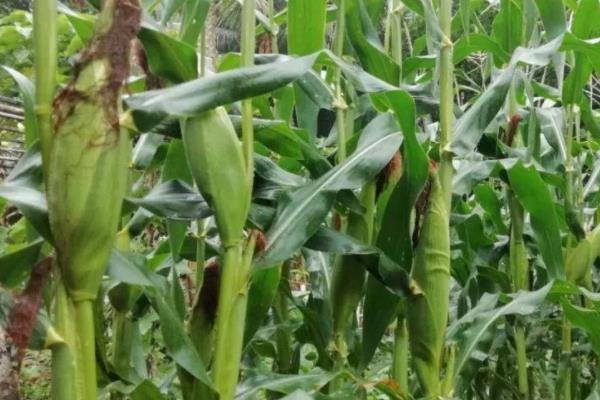 陆白单3号玉米种子简介,中抗大斑病