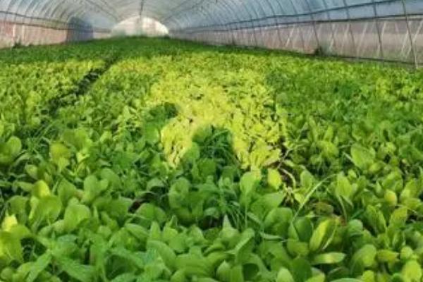 六月种植蔬菜注意事项,要特别注意做好排水防涝工作