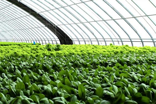 六月种植蔬菜注意事项,要特别注意做好排水防涝工作