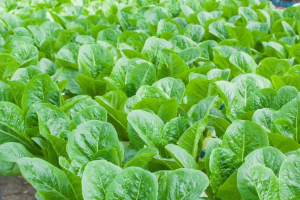 六月种植蔬菜注意事项,要特别注意做好排水防涝工作