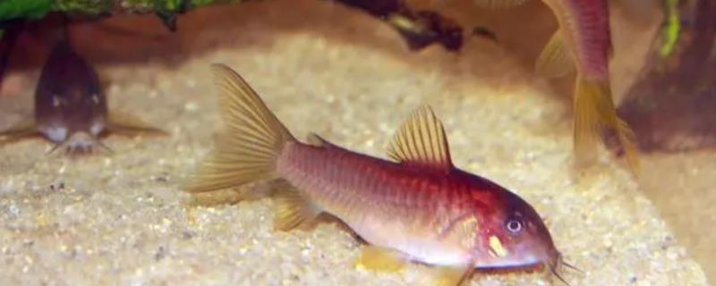 金线红鼠鱼好不好养