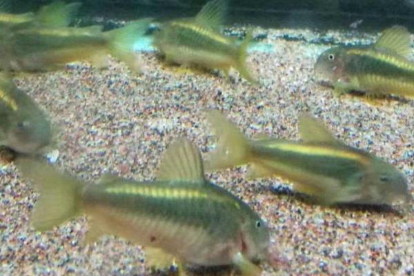 金线红鼠鱼好不好养，饲养起来比较简单