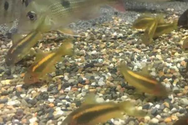 金线红鼠鱼好不好养，饲养起来比较简单