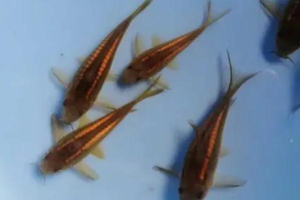 金线红鼠鱼好不好养，饲养起来比较简单