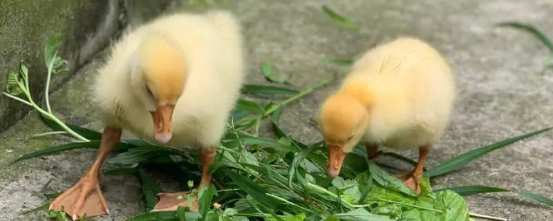 10天小鹅可以洗澡吗