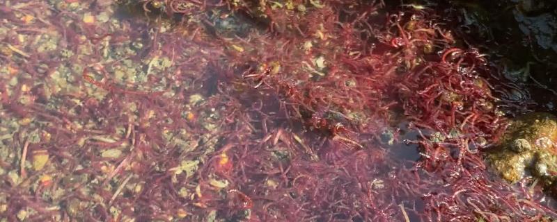 红虫的养殖及繁殖方法