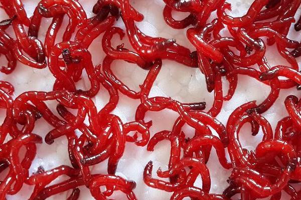 红虫的养殖及繁殖方法,春末秋初产卵繁殖