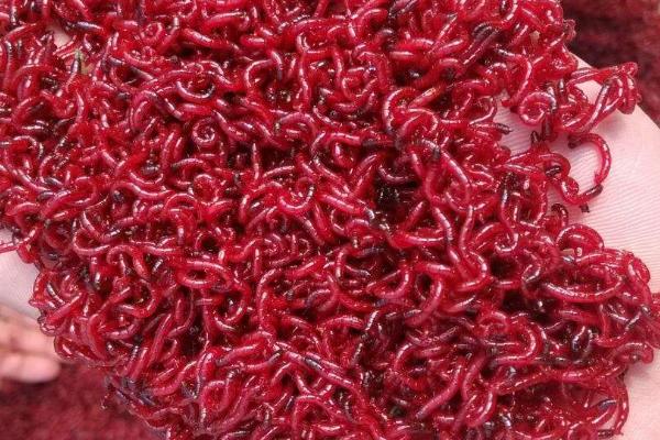 红虫的养殖及繁殖方法,春末秋初产卵繁殖