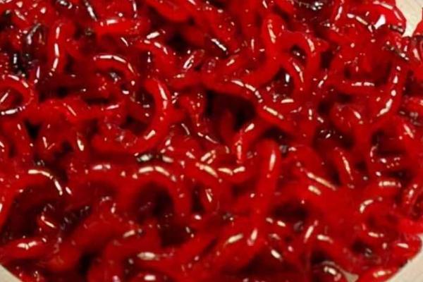 红虫的养殖及繁殖方法,春末秋初产卵繁殖