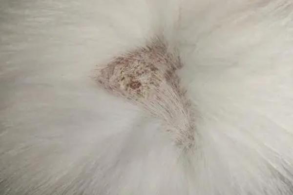 猫藓如何治疗,严重的话需剃毛后再上药
