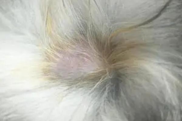 猫藓如何治疗,严重的话需剃毛后再上药