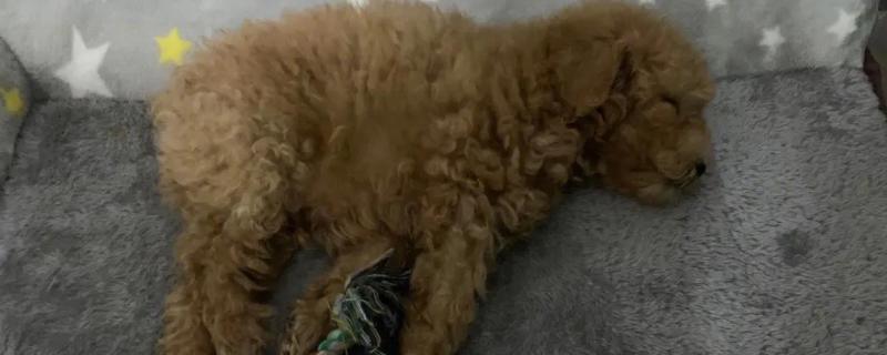 泰迪感冒了的症状