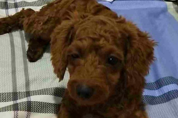 泰迪感冒了的症状,往往会出现精神不振的情况