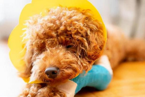 泰迪感冒了的症状,往往会出现精神不振的情况