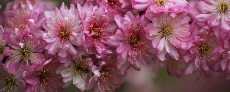 郁李的开花时间