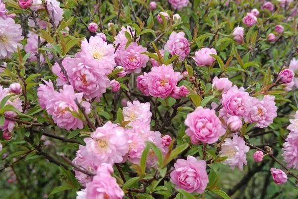 郁李的开花时间，通常为5月份