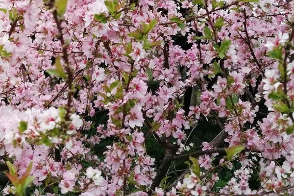 郁李的开花时间，通常为5月份