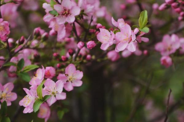 郁李的开花时间，通常为5月份