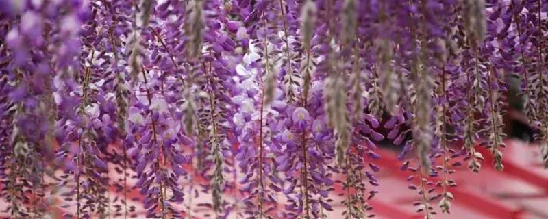 紫藤的花语