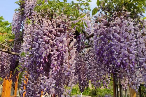 紫藤的花语，寓意沉迷的爱、执着的爱等