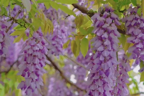 紫藤的花语，寓意沉迷的爱、执着的爱等