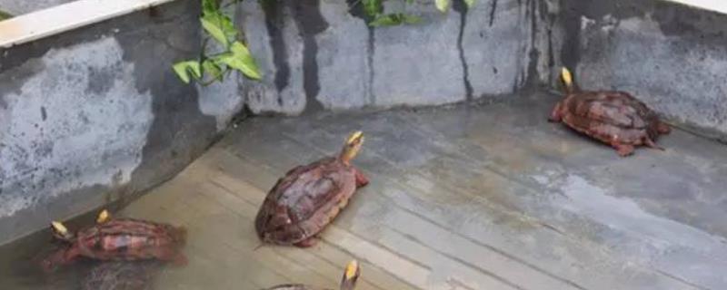 金线龟和中华草龟能一起养吗