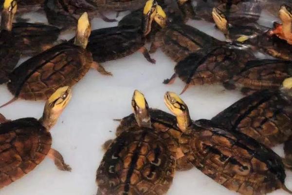 金线龟和中华草龟能一起养吗,习性较为接近,可以混养