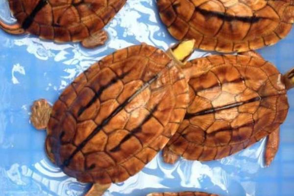 金线龟和中华草龟能一起养吗,习性较为接近,可以混养