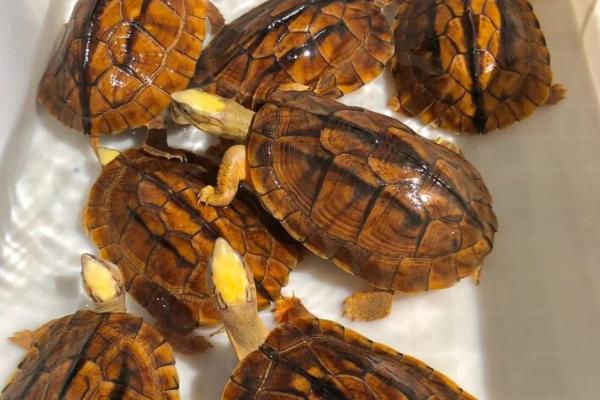 金线龟和中华草龟能一起养吗,习性较为接近,可以混养