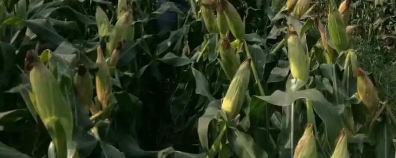 蠡玉102号玉米种简介