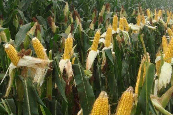 蠡玉102号玉米种简介，生育期105天左右