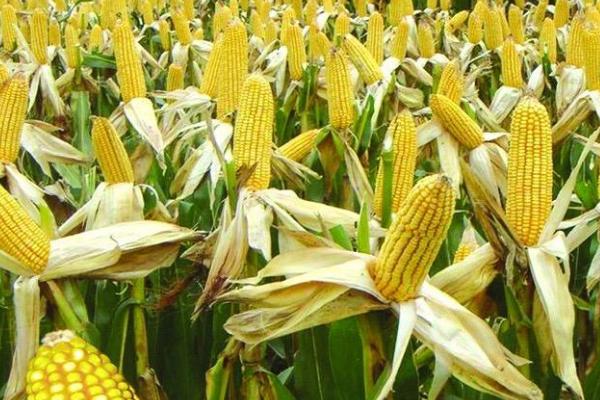蠡玉102号玉米种简介，生育期105天左右