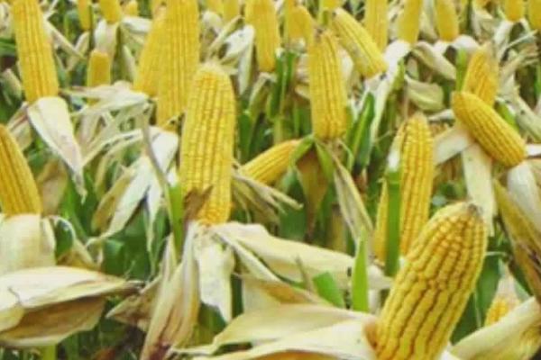 蠡玉102号玉米种简介，生育期105天左右