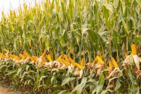 蠡玉102号玉米种简介，生育期105天左右