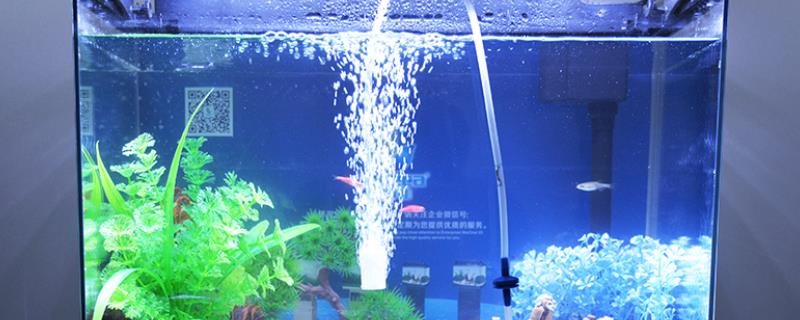 观赏鱼浮出水面张嘴是怎么了