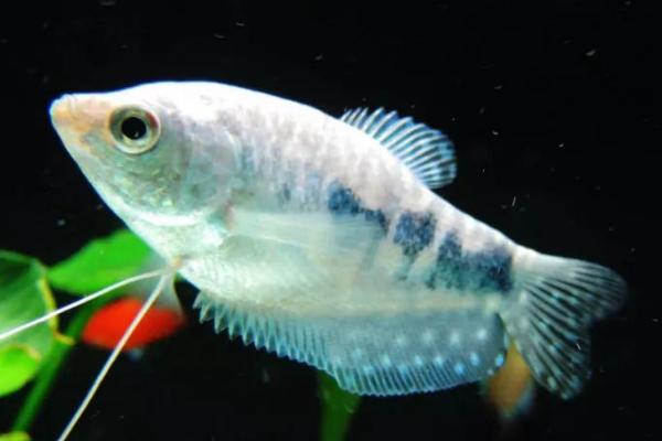 观赏鱼浮出水面张嘴是怎么了,说明缺氧了