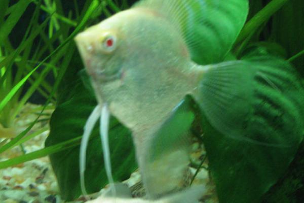 观赏鱼浮出水面张嘴是怎么了,说明缺氧了