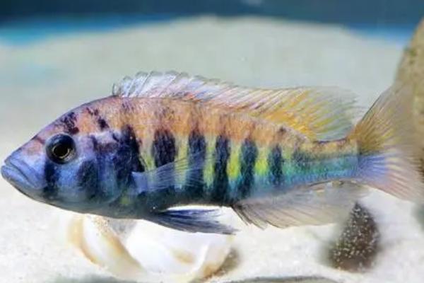 观赏鱼浮出水面张嘴是怎么了,说明缺氧了