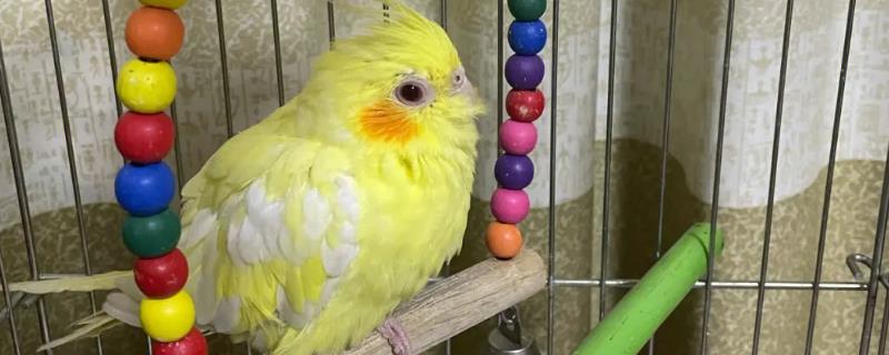 鹦鹉总是炸毛瞌睡是怎么了