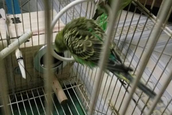鹦鹉总是炸毛瞌睡是怎么了,可能是感冒了