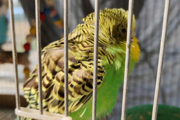 鹦鹉总是炸毛瞌睡是怎么了,可能是感冒了