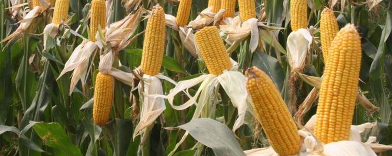 申科糯601玉米品种简介