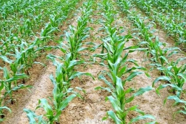 南玉11玉米种子特征特性,平均生育期107天