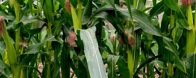 高康167玉米种简介