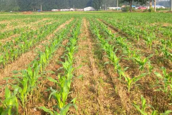 高康167玉米种简介,在中上等肥力地块种植