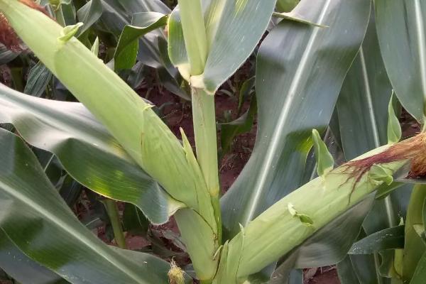 盛和005玉米种简介,一般适宜播期4月中上旬