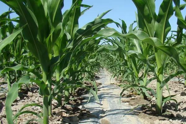 先耕303玉米种简介,生育期103.7天