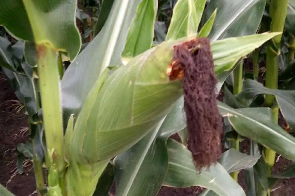 先耕303玉米种简介,生育期103.7天