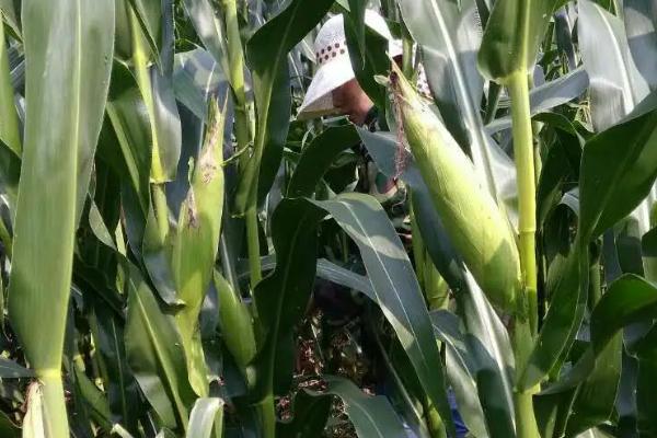 秦玉790玉米品种简介,适宜播种期6月中上旬